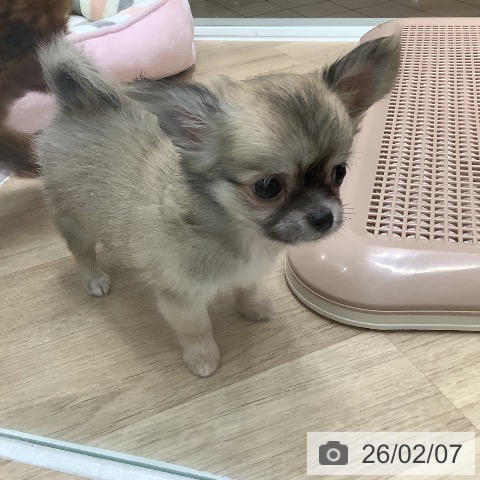 大阪府のチワワ(ロング) (ペットプラス 鶴見店/2025年12月8日生まれ/女の子/フォーン)の子犬の4枚目の画像