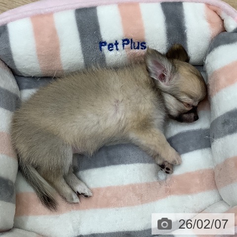 大阪府のチワワ(ロング) (ペットプラス 鶴見店/2025年12月8日生まれ/女の子/フォーン)の子犬の3枚目の画像