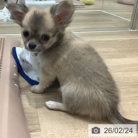大阪府のチワワ(ロング) (ペットプラス 鶴見店/2025年12月8日生まれ/女の子/フォーン)の子犬の3枚目の画像
