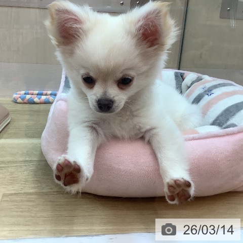 チワワの写真