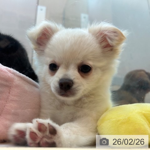 兵庫県のチワワ(ロング) (ペットプラス 姫路大津店/2025年12月8日生まれ/女の子/ホワイトクリーム)の子犬の3枚目の画像