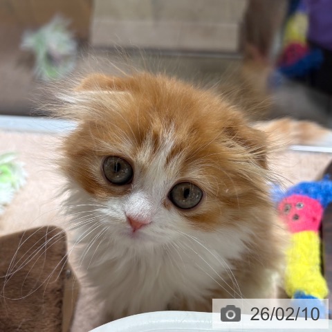 スコティッシュフォールドの写真