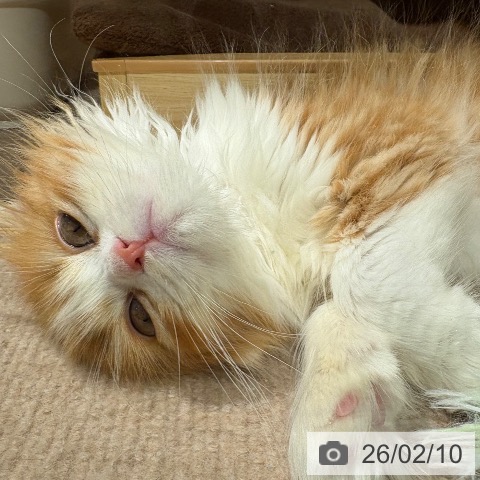 スコティッシュフォールドの写真