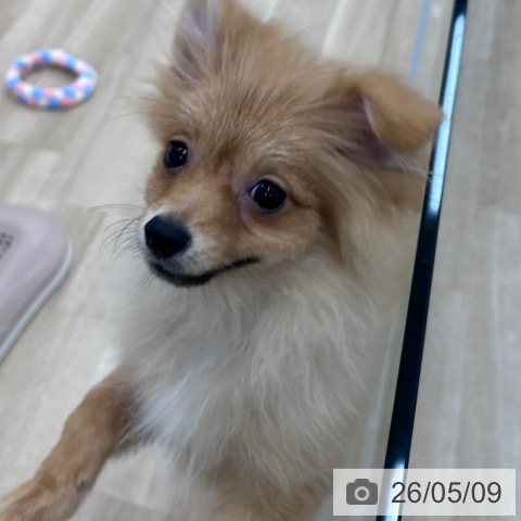 ポメラニアンの写真