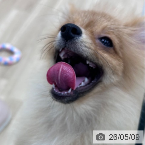 ポメラニアンの写真