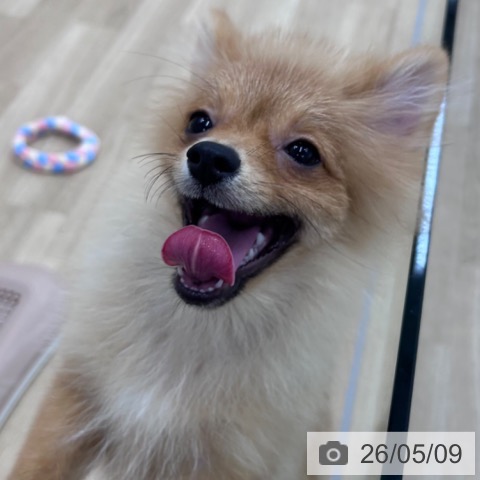 ポメラニアンの写真
