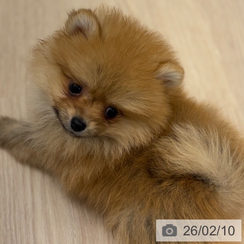 京都府のポメラニアン (ペットプラス 京都桂川店/2025年12月5日生まれ/男の子/オレンジ)の子犬の4枚目の画像