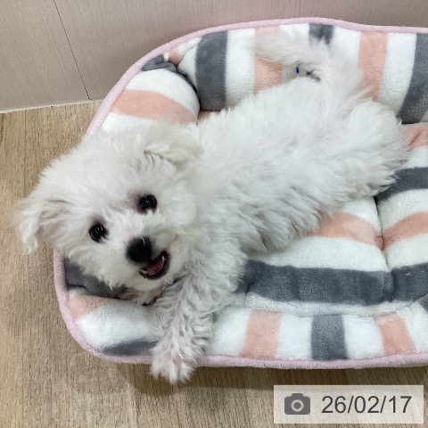 新潟県のビションフリーゼ (ペットプラス 新潟南店/2025年12月6日生まれ/女の子/ホワイト)の子犬の3枚目の画像