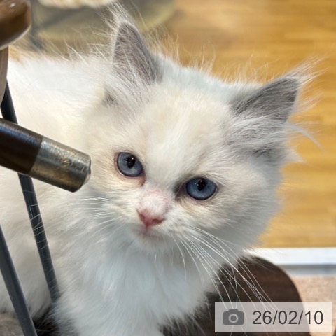 京都府のラグドール (ペットプラス イオンモールKYOTO店/2025年11月25日生まれ/女の子/ブルーポイントバイカラー)の子猫の4枚目の画像