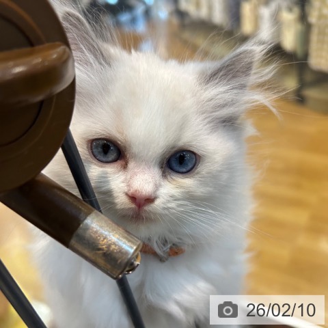 京都府のラグドール (ペットプラス イオンモールKYOTO店/2025年11月25日生まれ/女の子/ブルーポイントバイカラー)の子猫の3枚目の画像