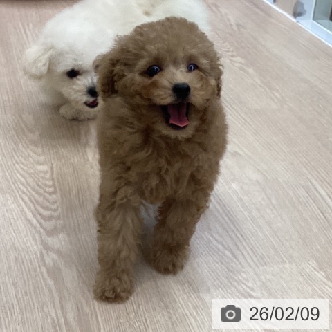 トイ・プードルの写真