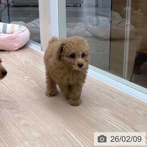 トイ・プードルの写真