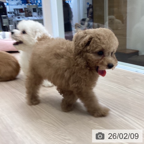 トイ・プードルの写真