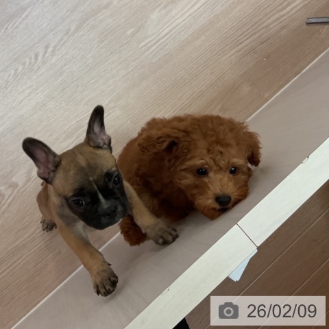 トイ・プードルの写真