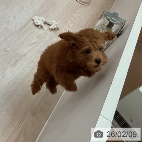 トイ・プードルの写真