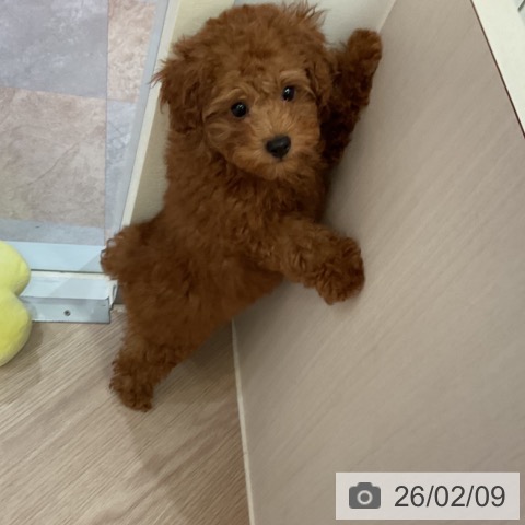 トイ・プードルの写真