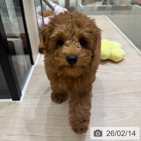 大阪府のトイプードル(トイ) (ペットプラス 大阪ドームシティ店/2025年12月2日生まれ/女の子/レッドフォーン)の子犬の4枚目の画像