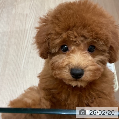 大阪府のトイプードル(トイ) (ペットプラス 大阪ドームシティ店/2025年12月2日生まれ/女の子/レッドフォーン)の子犬の4枚目の画像