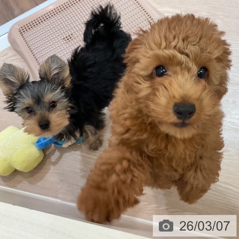 大阪府のトイプードル(トイ) (ペットプラス 大阪ドームシティ店/2025年12月2日生まれ/女の子/レッドフォーン)の子犬の4枚目の画像