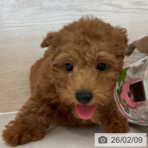 トイ・プードルの写真