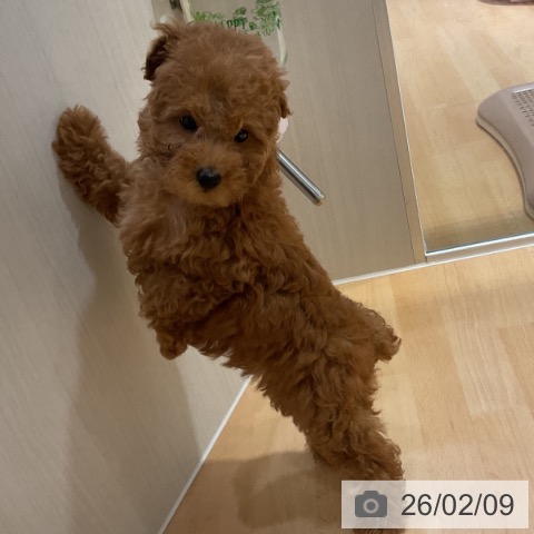 トイ・プードルの写真