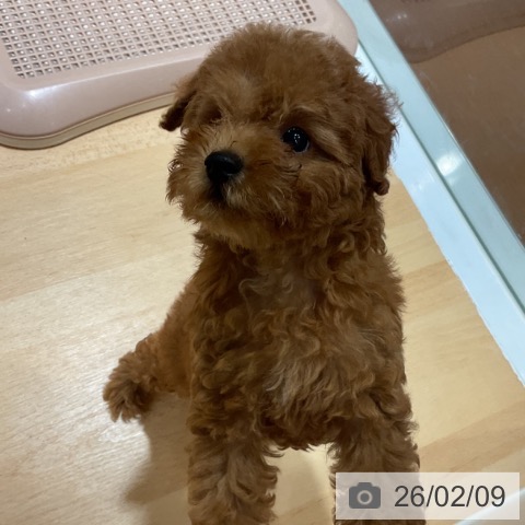 トイ・プードルの写真