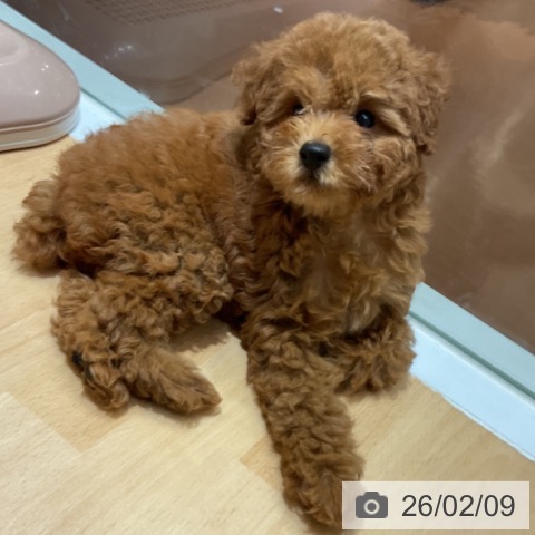 トイ・プードルの写真