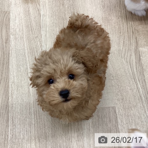 トイ・プードルの写真
