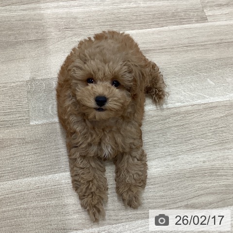 トイ・プードルの写真