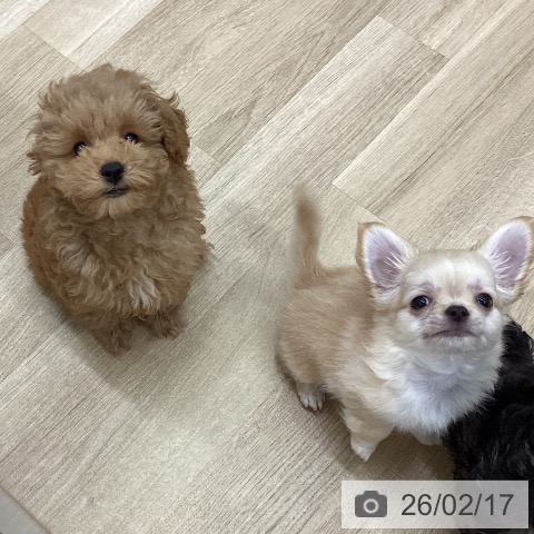 新潟県のトイプードル(トイ) (ペットプラス 新潟南店/2025年12月5日生まれ/男の子/レッドフォーン)の子犬の4枚目の画像