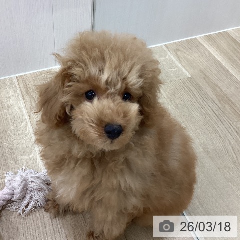 新潟県のトイプードル(トイ) (ペットプラス 新潟南店/2025年12月5日生まれ/男の子/レッドフォーン)の子犬の3枚目の画像