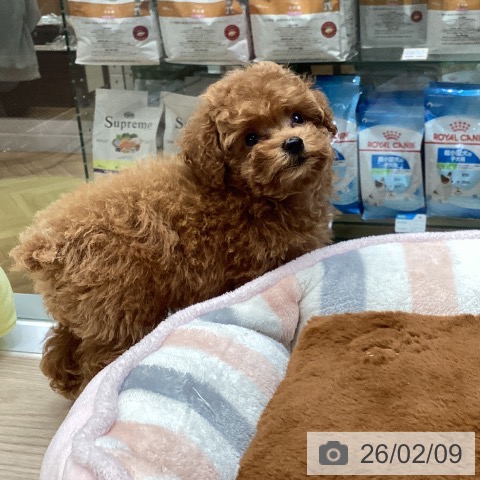 大阪府のトイプードル(トイ) (ペットプラス ららぽーと和泉店/2025年12月2日生まれ/男の子/レッドフォーン)の子犬の4枚目の画像