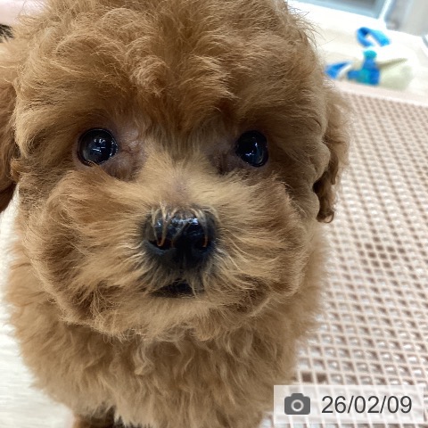 大阪府のトイプードル(トイ) (ペットプラス ららぽーと和泉店/2025年12月2日生まれ/男の子/レッドフォーン)の子犬の3枚目の画像