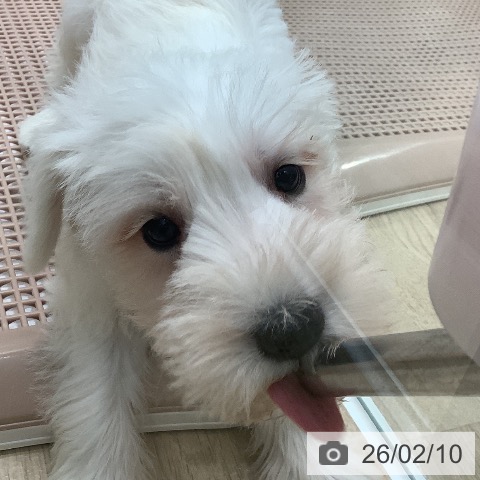 ミニチュア・シュナウザーの写真