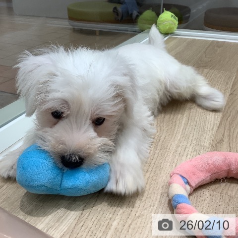 ミニチュア・シュナウザーの写真