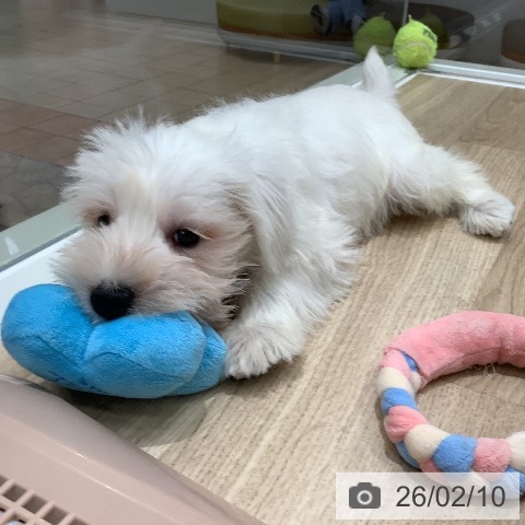 ミニチュア・シュナウザーの写真