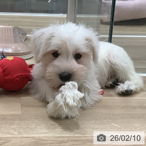 ミニチュア・シュナウザーの写真