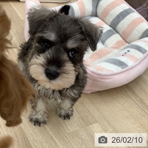 ミニチュア・シュナウザーの写真