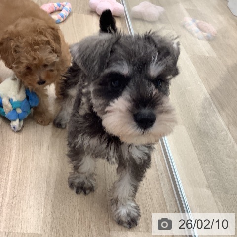 ミニチュア・シュナウザーの写真