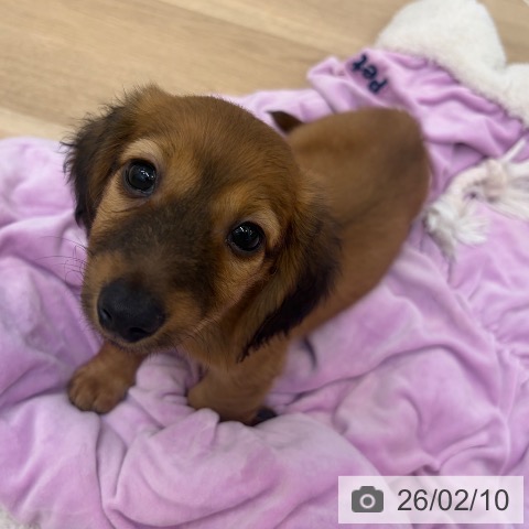 京都府のミニチュアダックスフンド(ロング) (ペットプラス 久御山店/2025年12月8日生まれ/男の子/レッド)の子犬の4枚目の画像