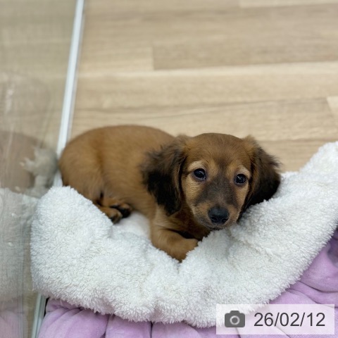 京都府のミニチュアダックスフンド(ロング) (ペットプラス 久御山店/2025年12月8日生まれ/男の子/レッド)の子犬の4枚目の画像