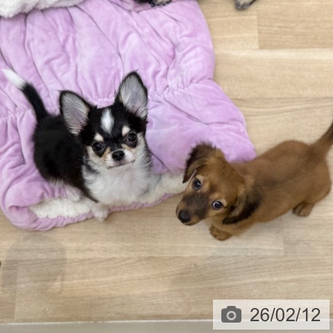 京都府のミニチュアダックスフンド(ロング) (ペットプラス 久御山店/2025年12月8日生まれ/男の子/レッド)の子犬の3枚目の画像