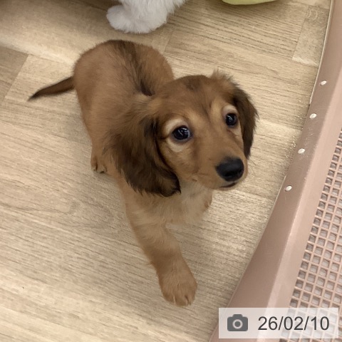 ミニチュア・ダックスフンドの写真