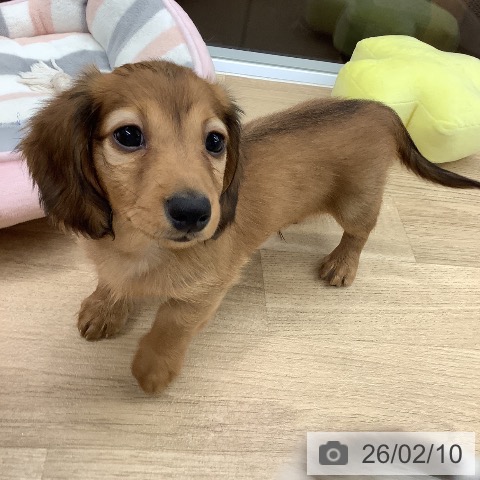 ミニチュア・ダックスフンドの写真