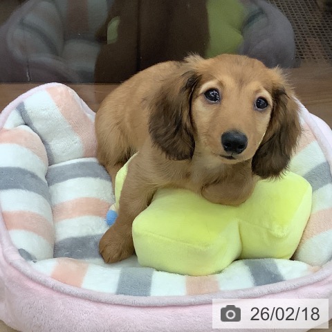 大阪府のミニチュアダックスフンド(ロング) (ペットプラス りんくう泉南店/2025年12月8日生まれ/男の子/レッド)の子犬の3枚目の画像