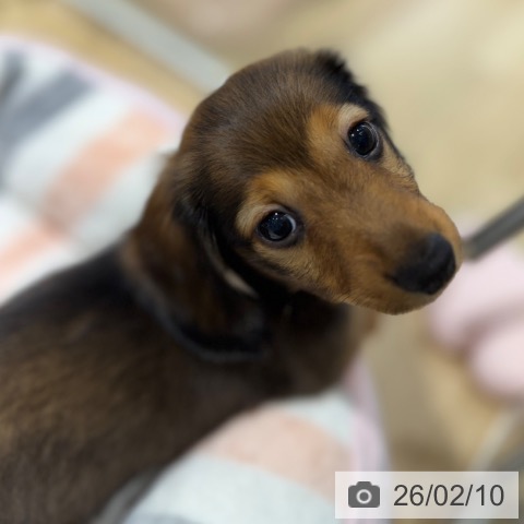 ミニチュア・ダックスフンドの写真