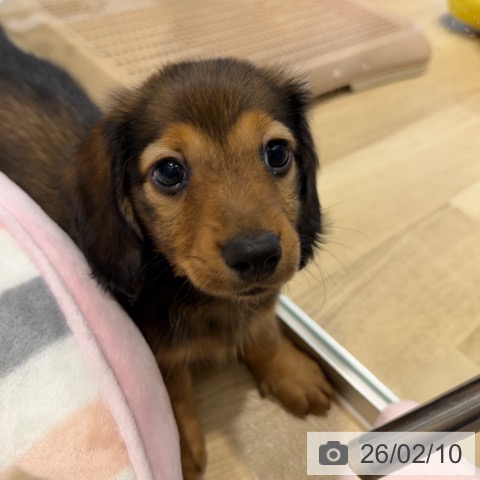 ミニチュア・ダックスフンドの写真