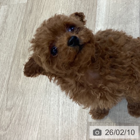 トイ・プードルの写真