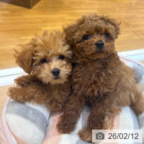 京都府のトイプードル(トイ) (ペットプラス イオンモールKYOTO店/2025年12月10日生まれ/男の子/レッドフォーン)の子犬の4枚目の画像