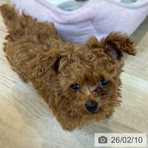 トイ・プードルの写真